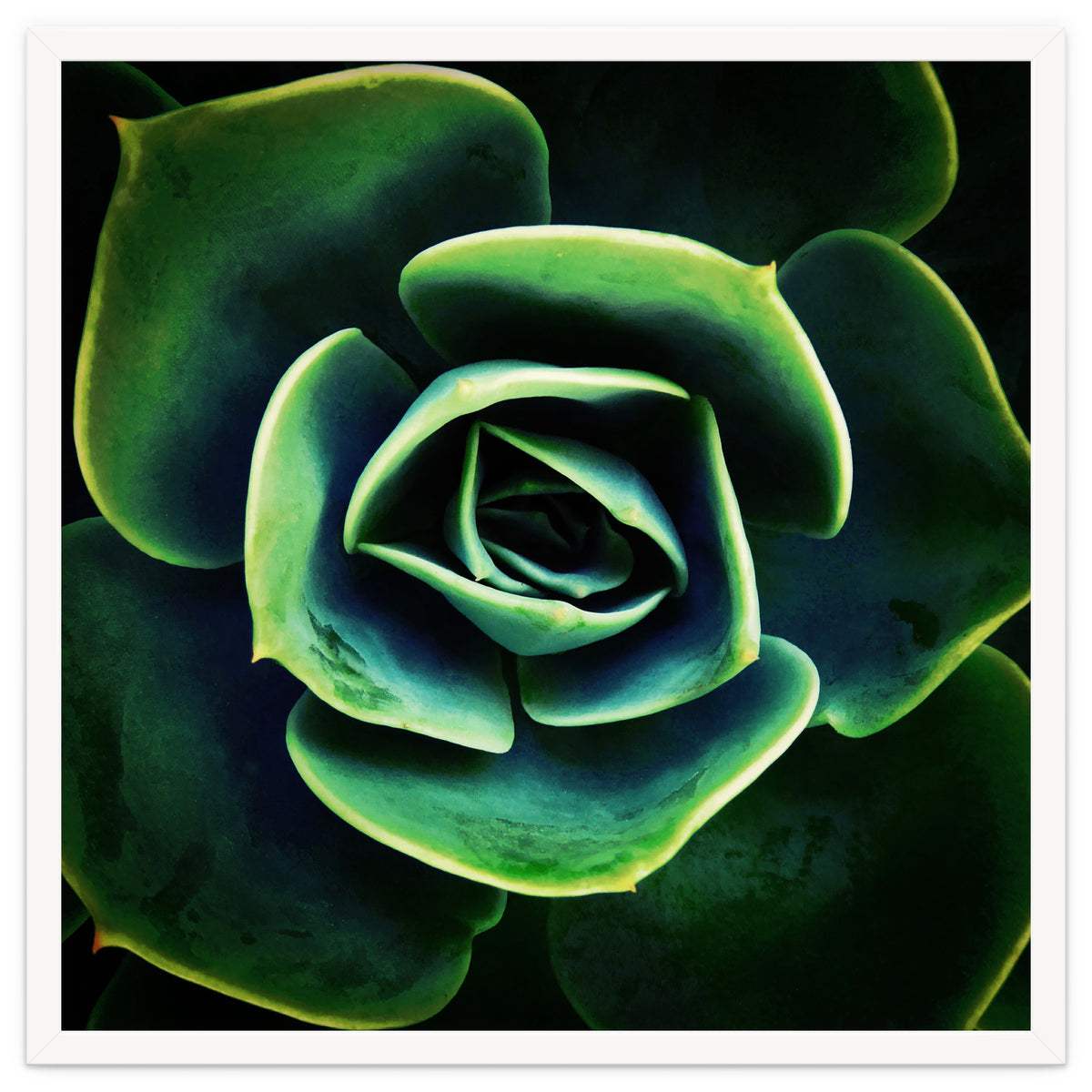 DARKSIDE OF SUCCULENTS XIV