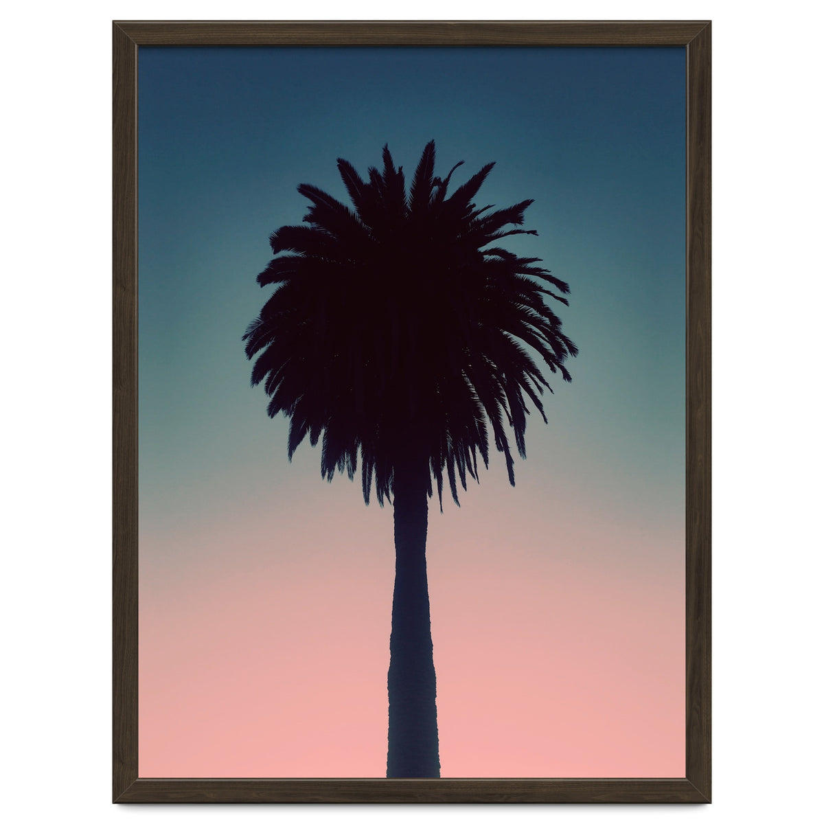 Sundown Palm