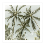Lovely Palm Trees | Vintage (Print Only) thumbnail
