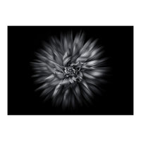 Backyard Flowers In Black And White 20 Flow Version (Print Only)