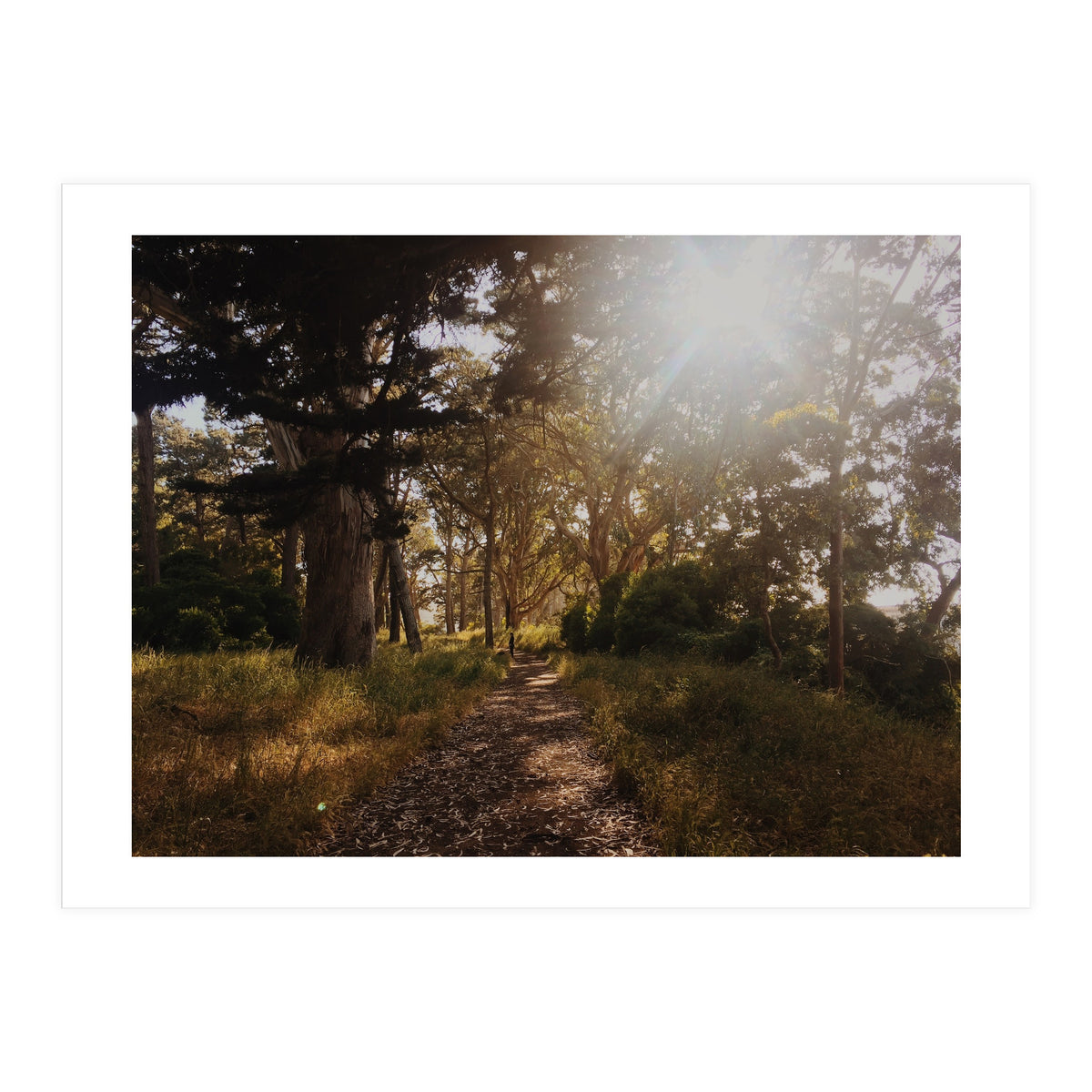 Golden Gate Park (Print Only)