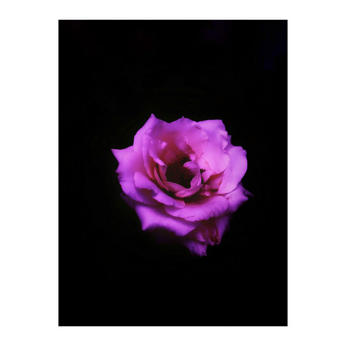 PINK ROSE IN DARK SPACE (Print Only)