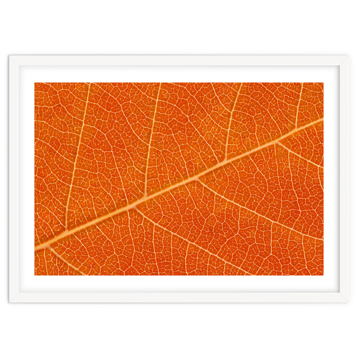 Autumn Leaf