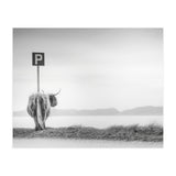 Highland Visitor (Print Only) thumbnail