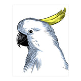 Skecth Macaw (Print Only) thumbnail