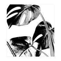 Black Tropical Leaves  (Print Only)
