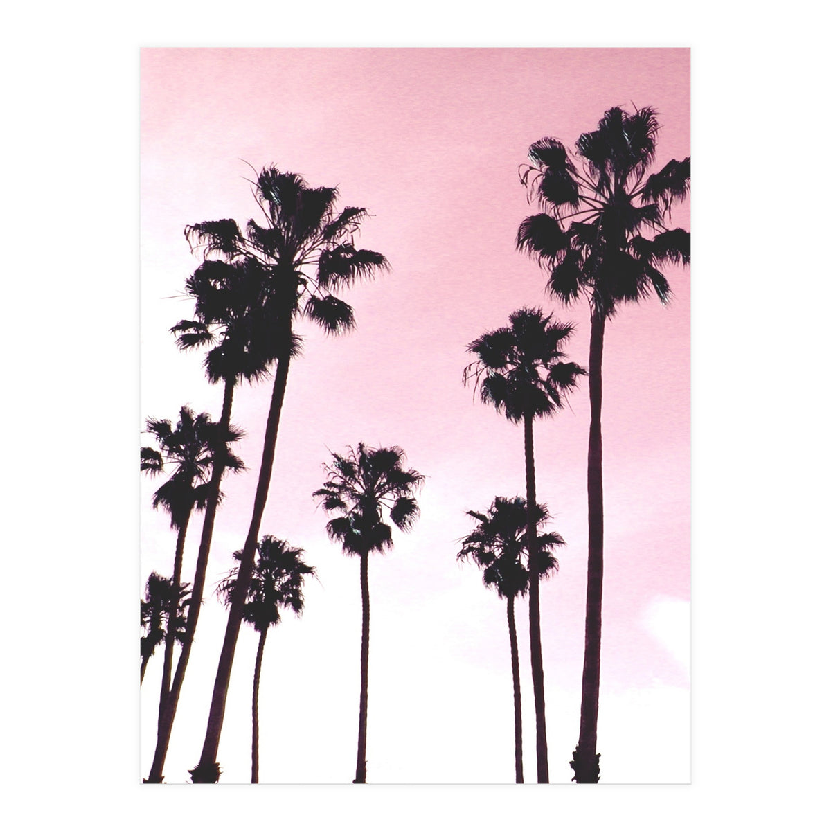 Palms & Sunset (Print Only)