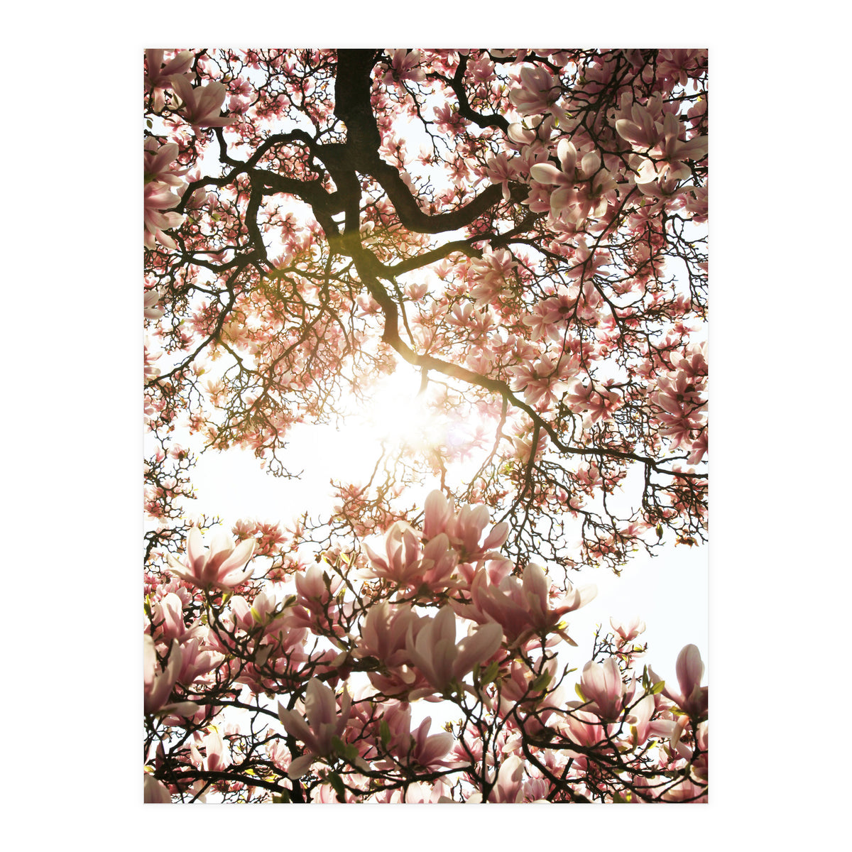 Magnolia tree (Print Only)