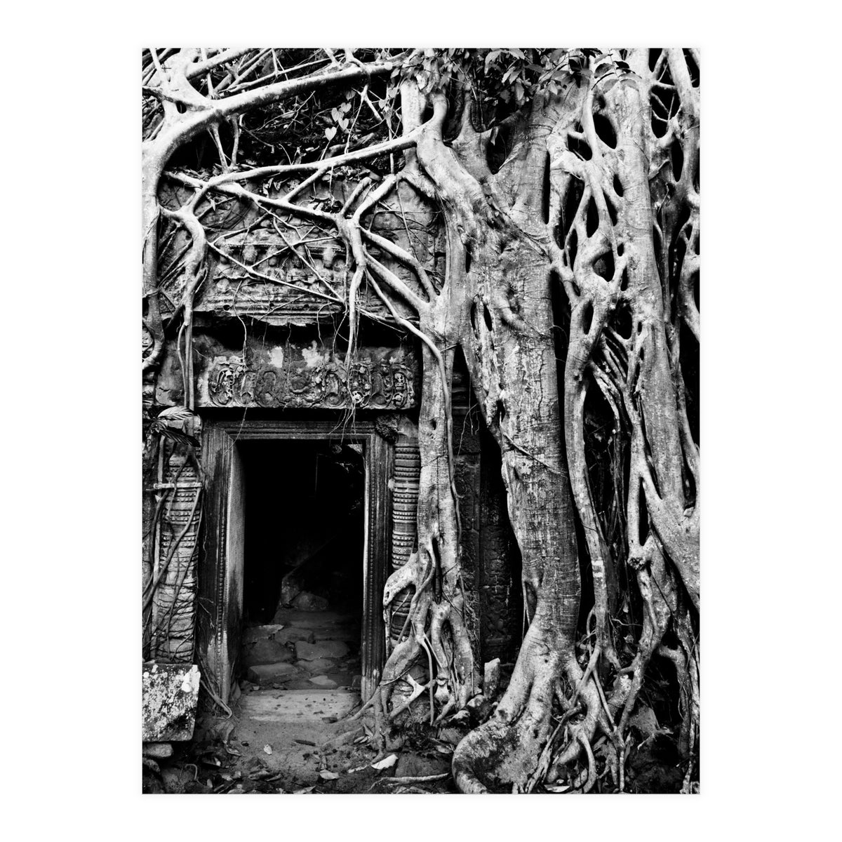 Ta Prohm Temple, Cambodia (Print Only)