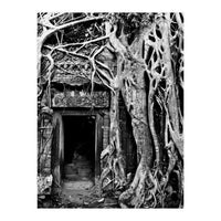 Ta Prohm Temple, Cambodia (Print Only)