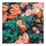 Vintage Blossom Ii (Print Only) thumbnail