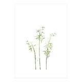 Olive Green Hosta (Print Only) thumbnail