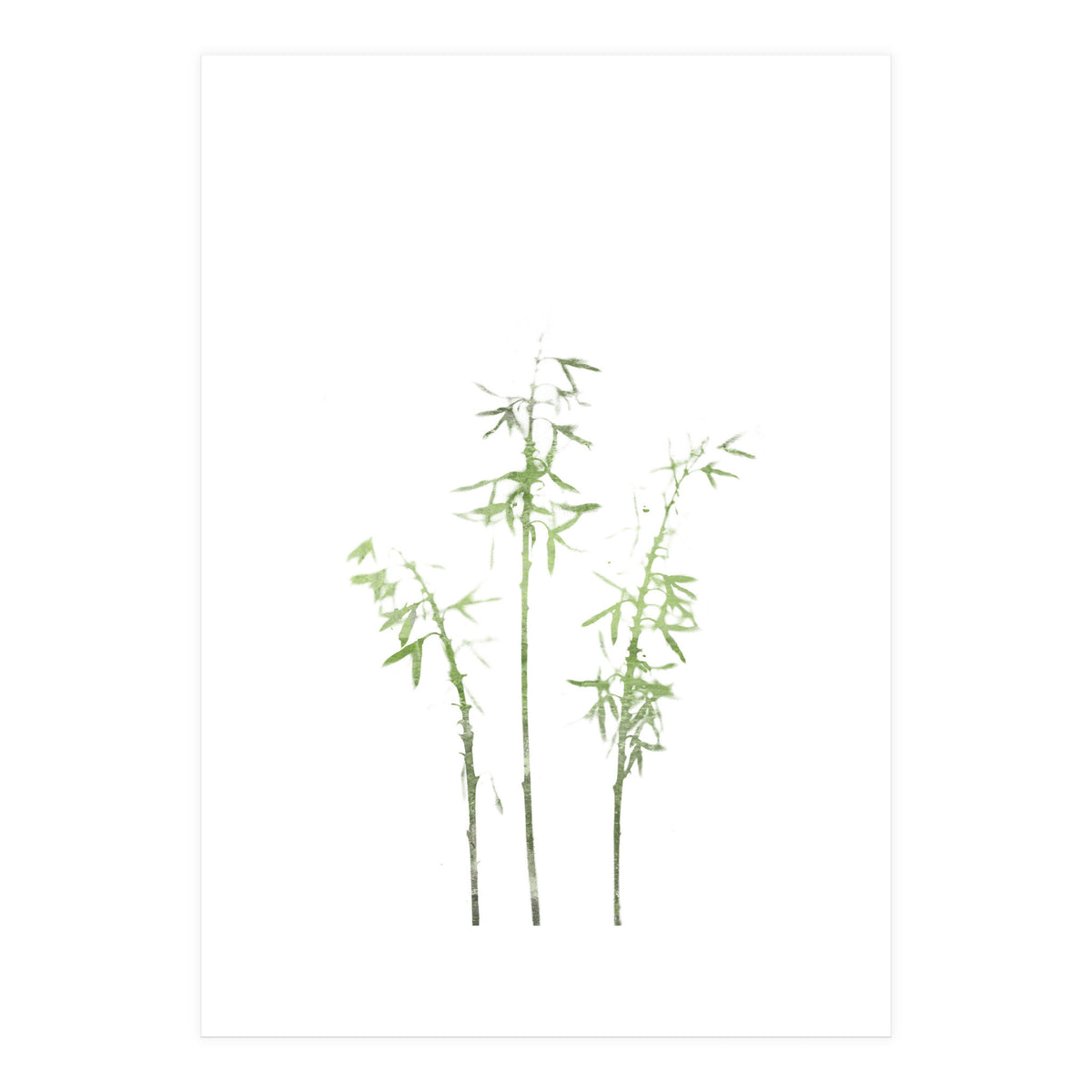 Olive Green Hosta (Print Only)