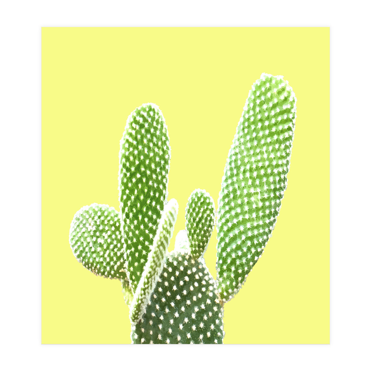 Cactus Yellow Background (Print Only)
