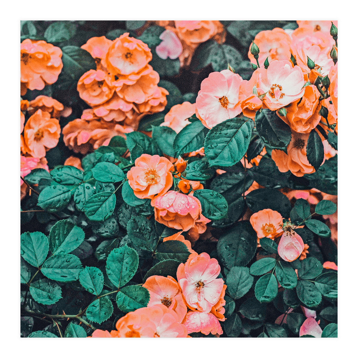 Vintage Blossom Ii (Print Only)