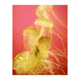 Jelly #7  (Print Only) thumbnail