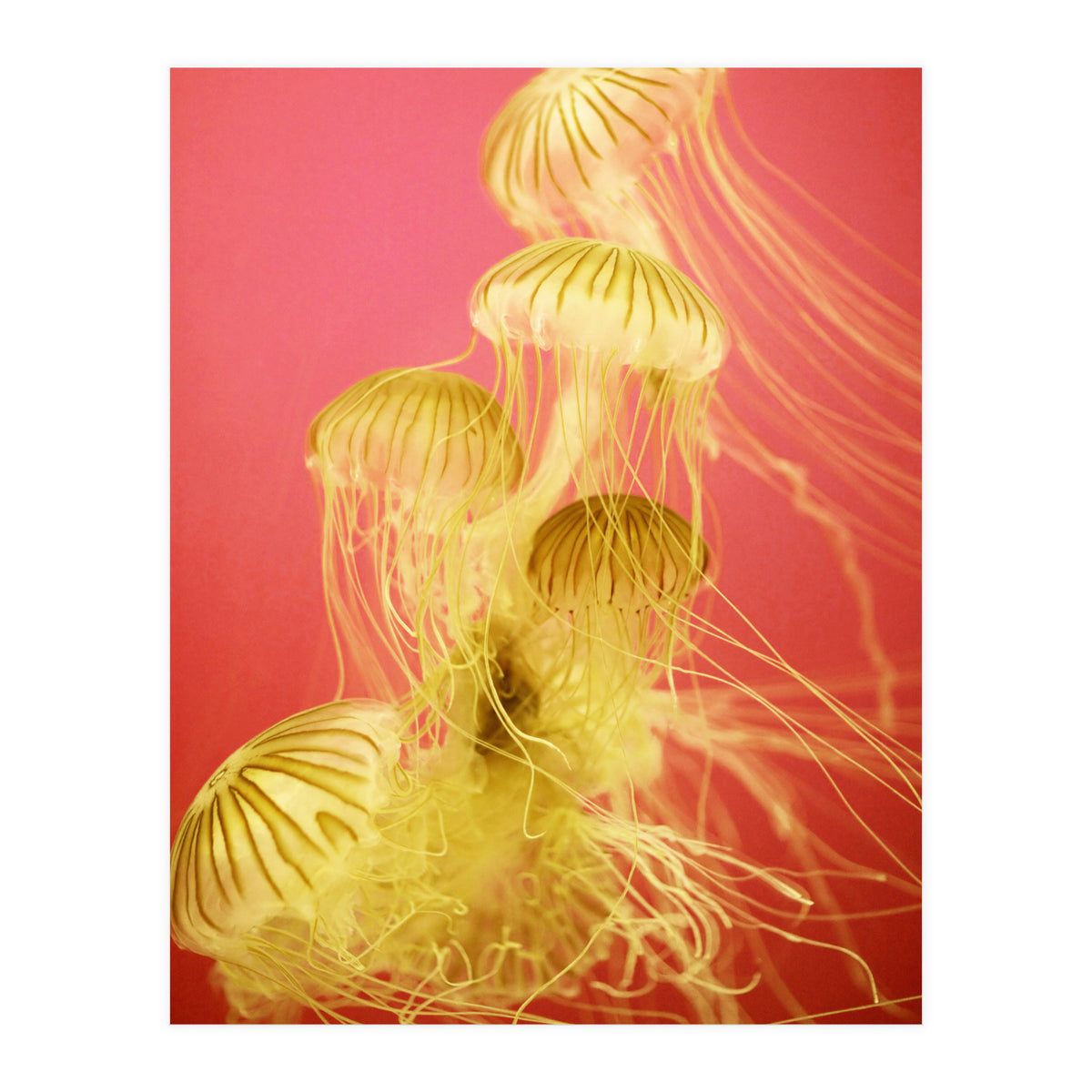 Jelly #7  (Print Only)