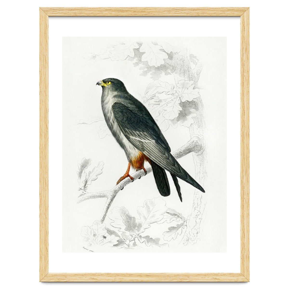 Red-footed Falcon illustrated