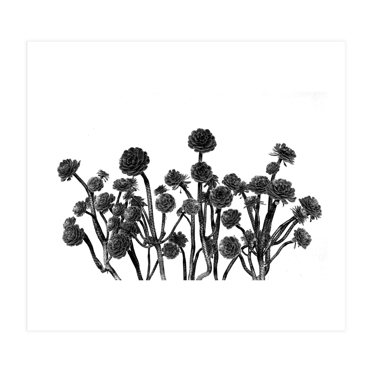 cactus succulents (Print Only)