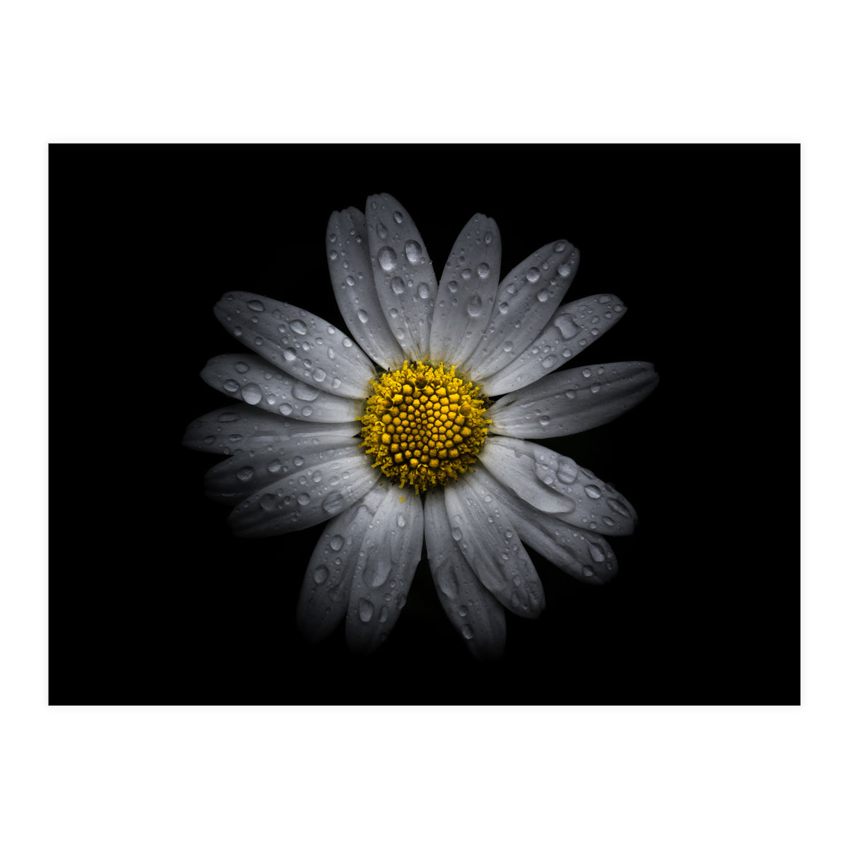 Backyard Flowers No 16 Color Version (Print Only)