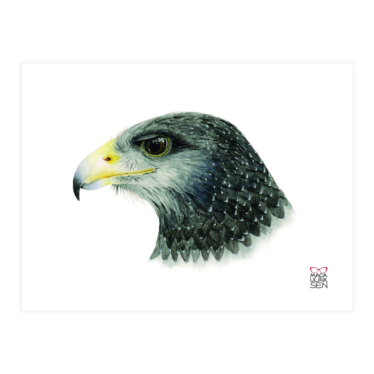 Black-chested buzzard-eagle (Print Only)