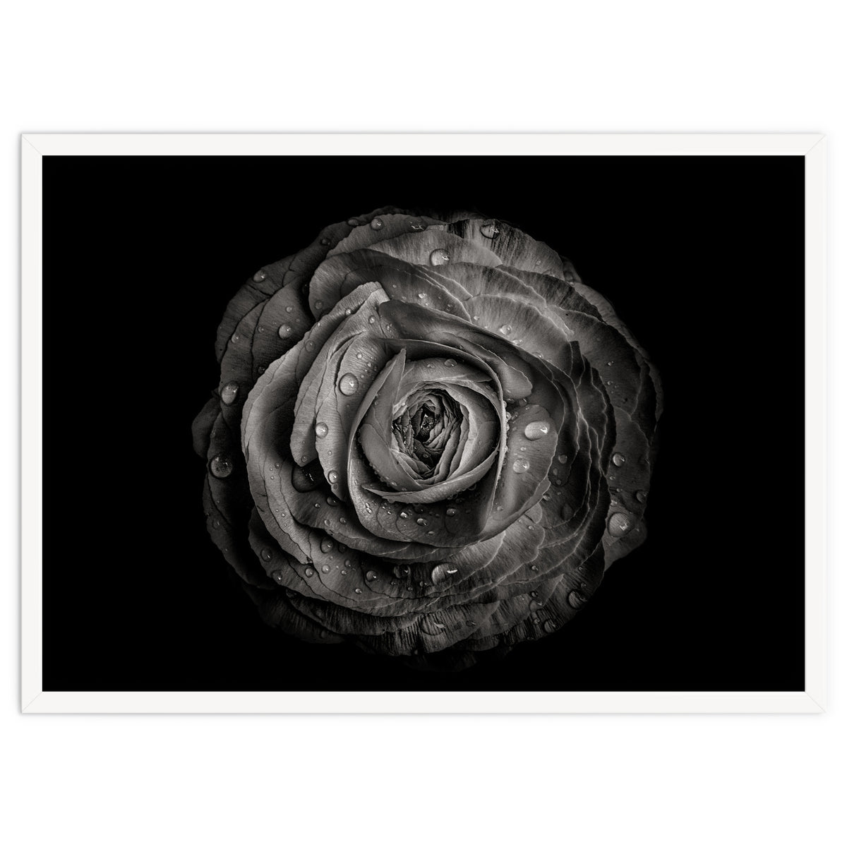 Backyard Flowers In Black And White 72