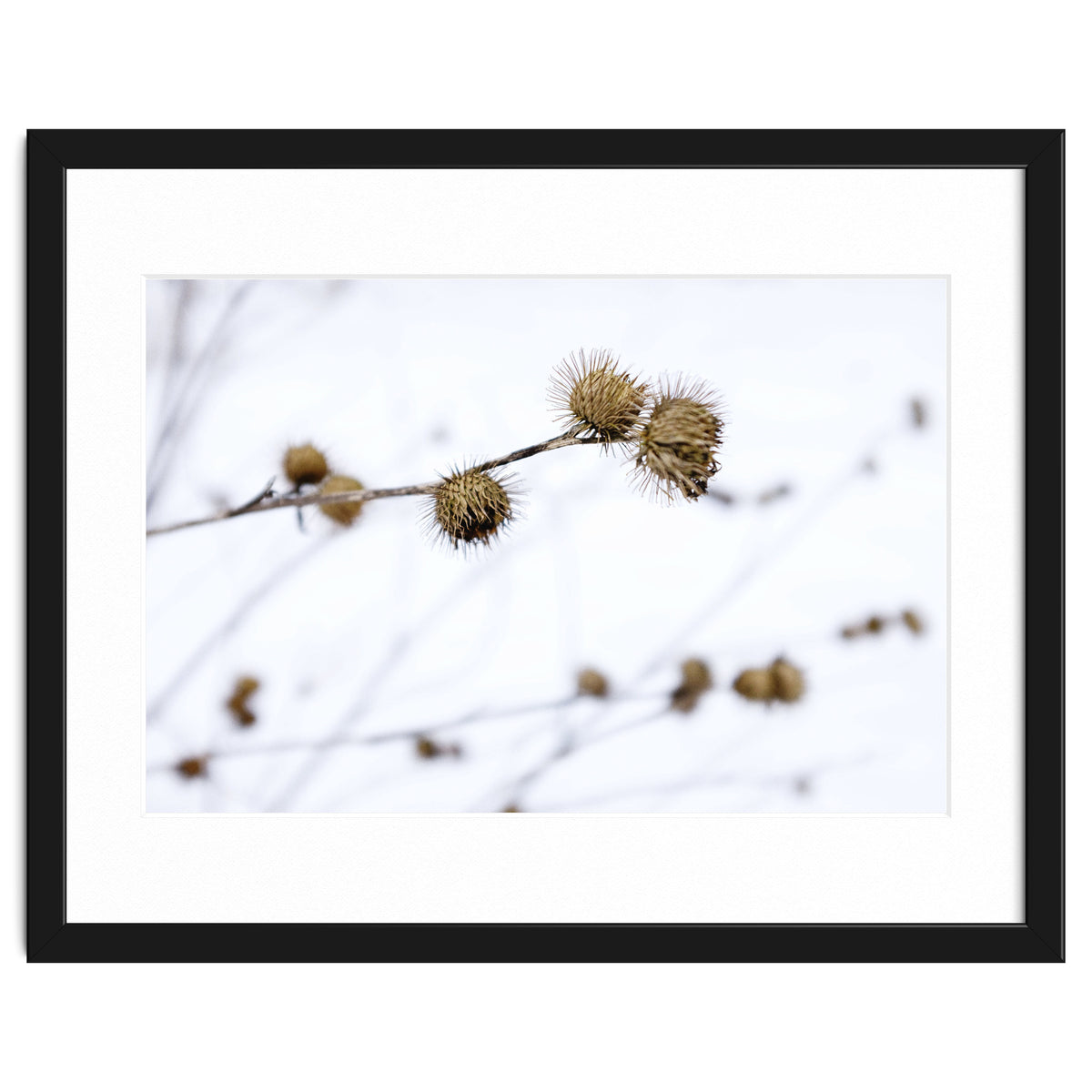 Winter Thistles