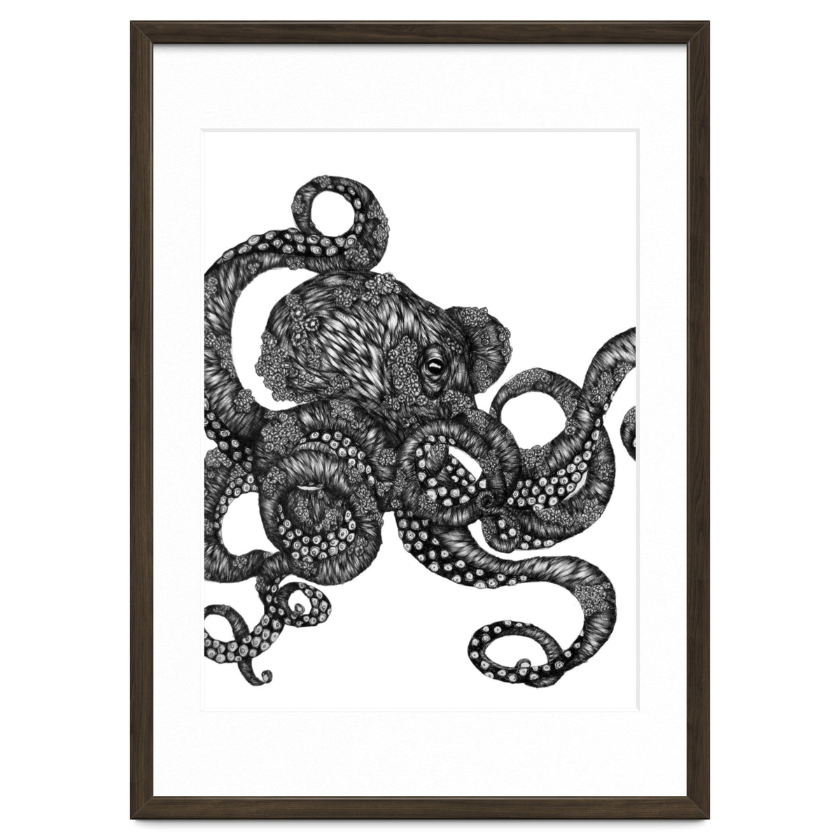 Barnacle Octopus