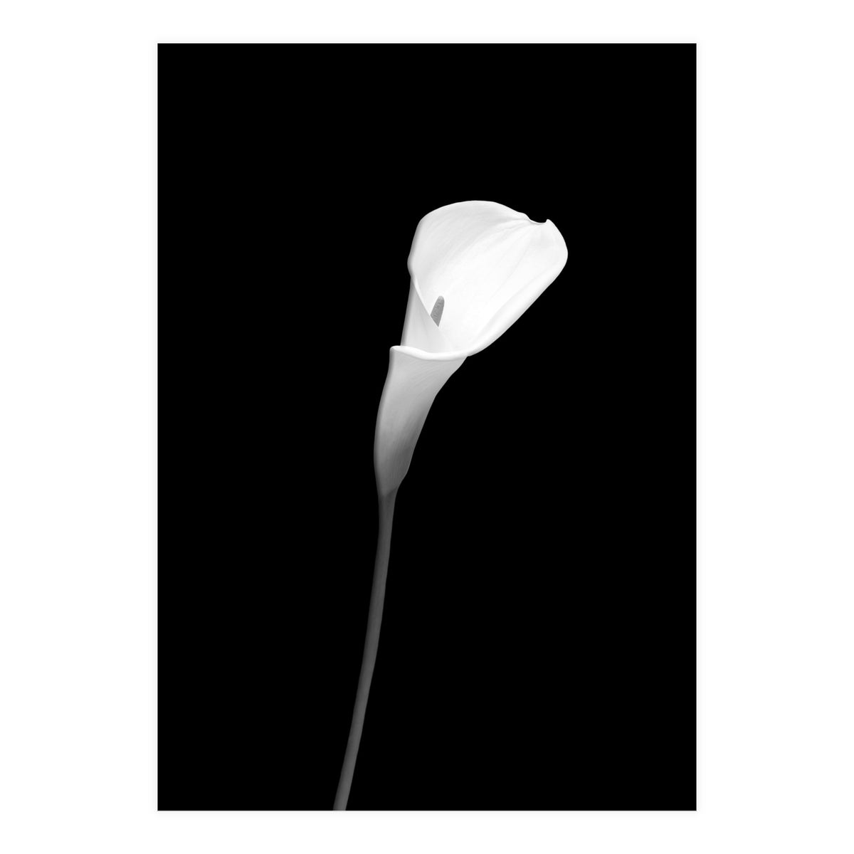 Calla | dark design (Print Only)