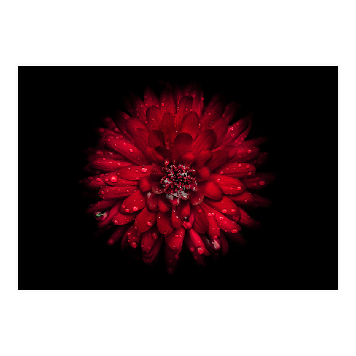 Backyard Flowers 45 Color Version (Print Only)