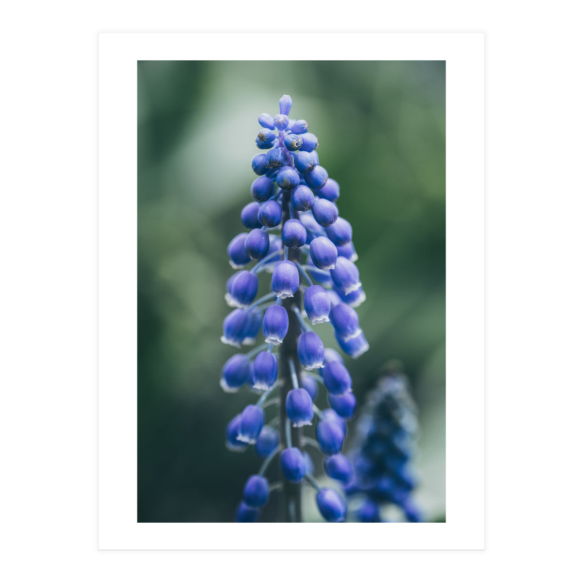 Blue Bells (Print Only)