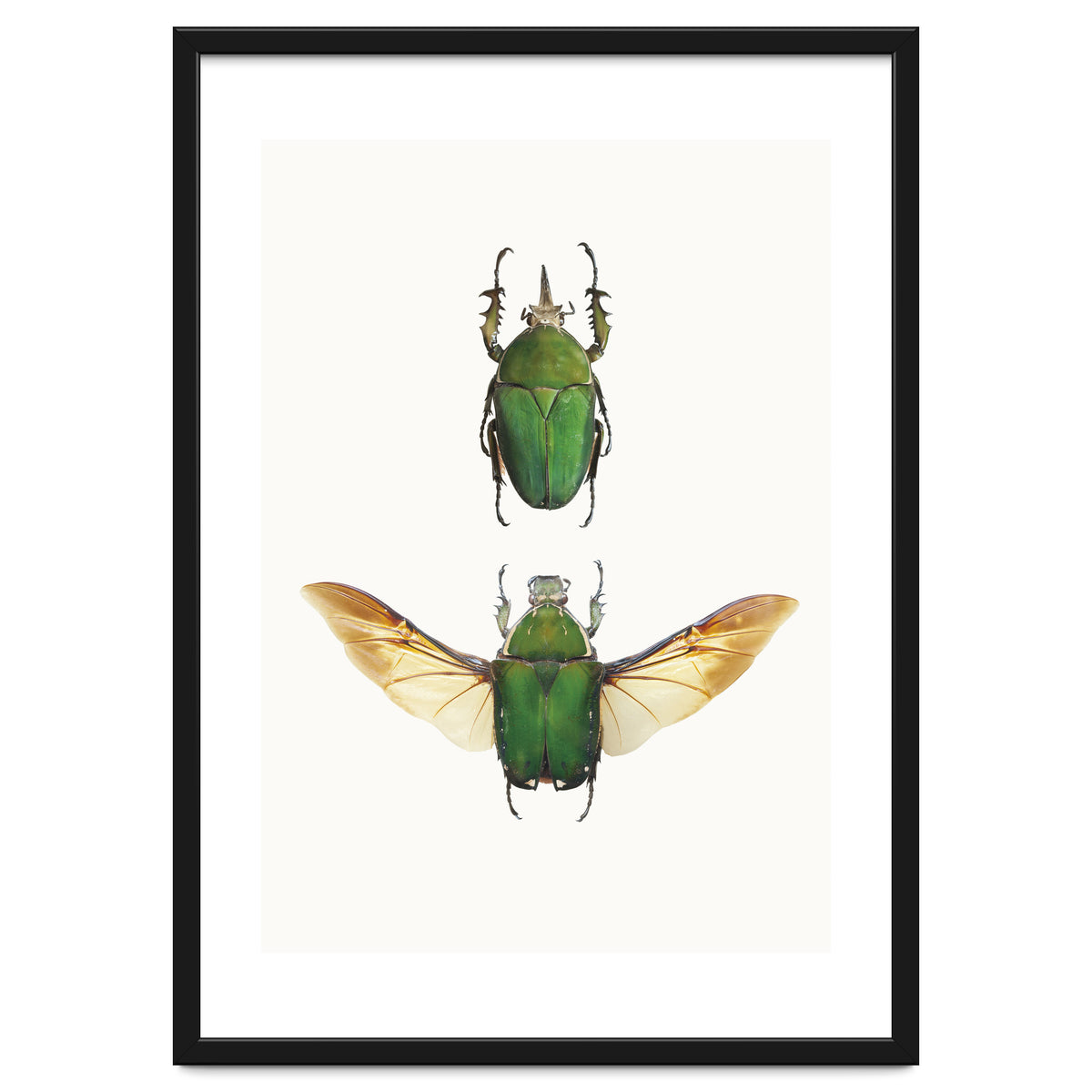 Cc Insects 02
