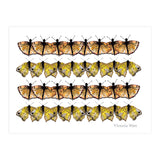 Butterfly Dance (Print Only) thumbnail