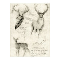 deer (Print Only)