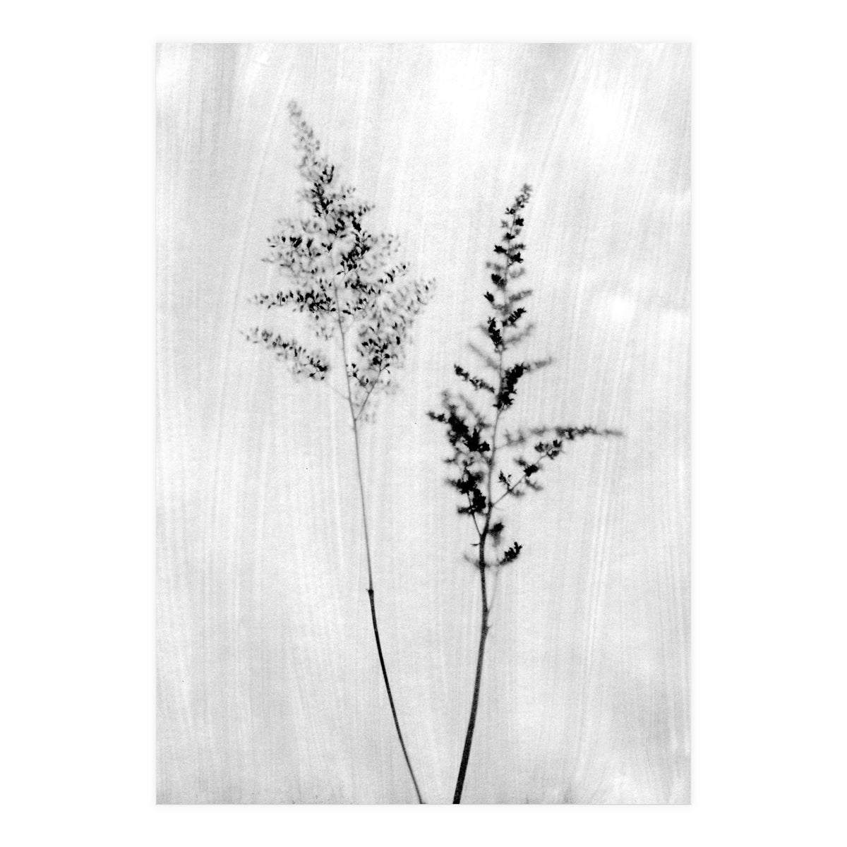 Delicate Wildflowers (Print Only)
