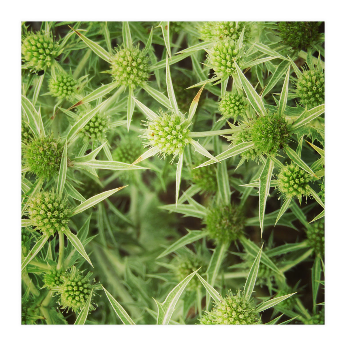 Green thistles (Print Only)