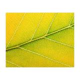 Autumn Leaf (Print Only) thumbnail