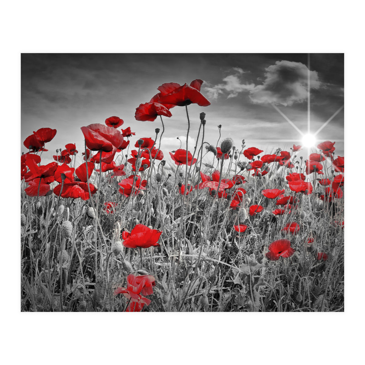 Idyllic Field of Poppies with Sun (Print Only)