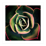 DARKSIDE OF SUCCULENTS XV (Print Only) thumbnail