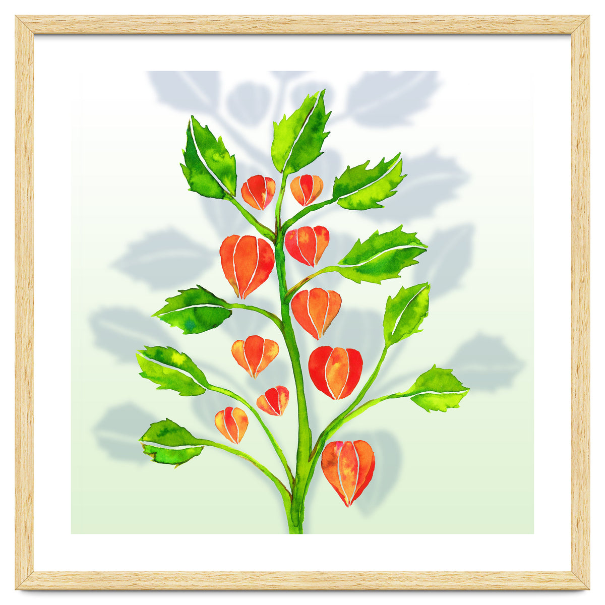 Physalis