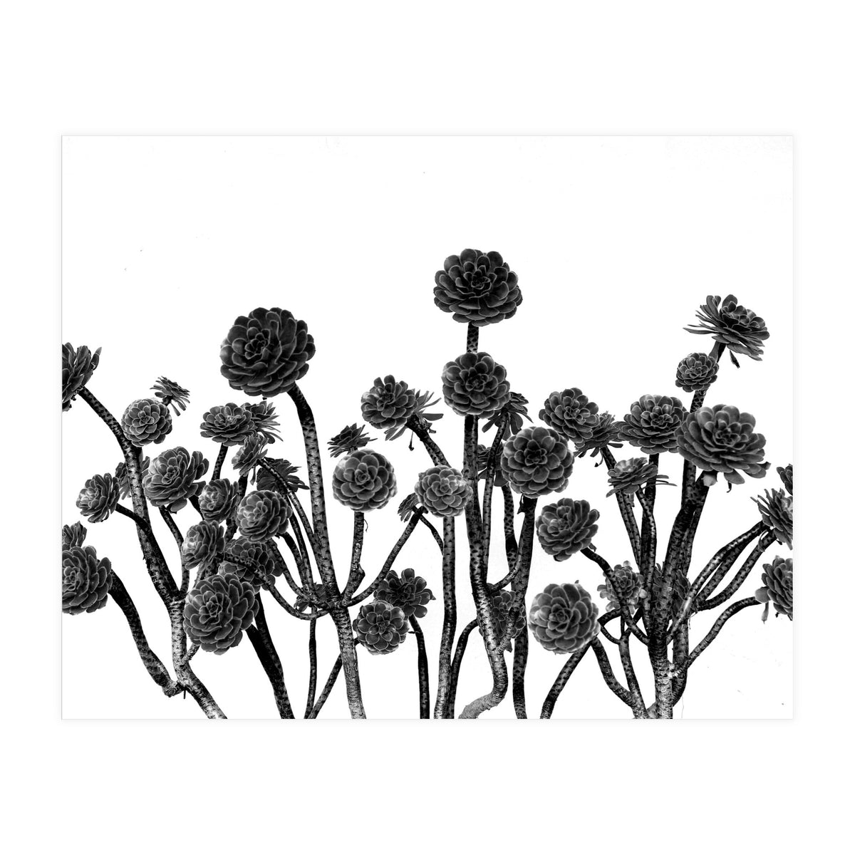 cactus succulents (Print Only)