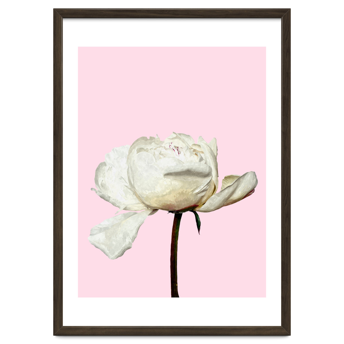 White Peony Pink Background