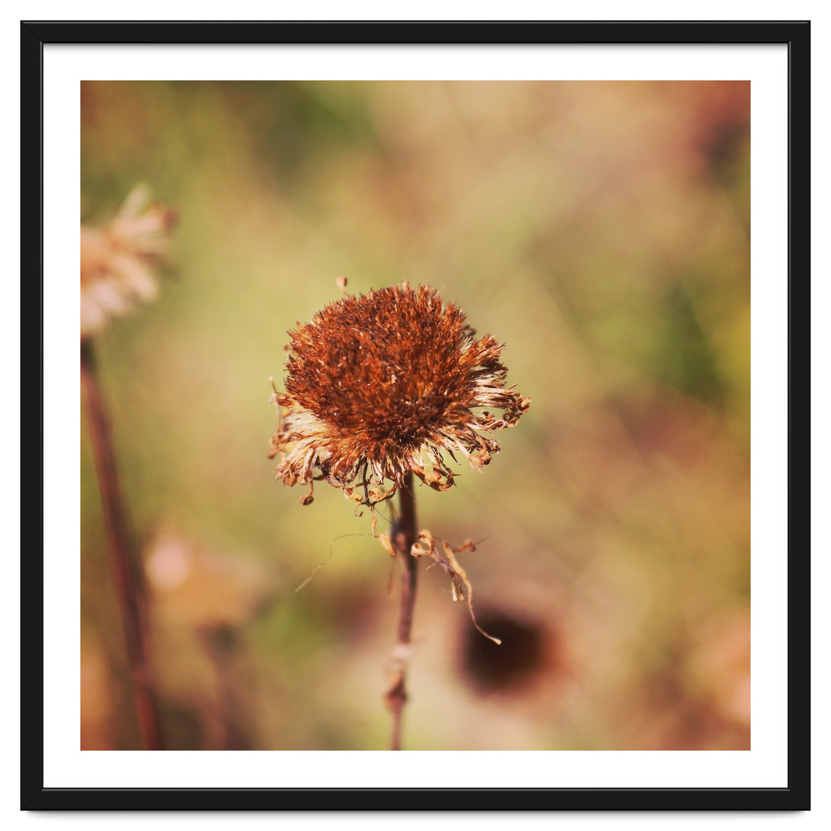 dried daisy