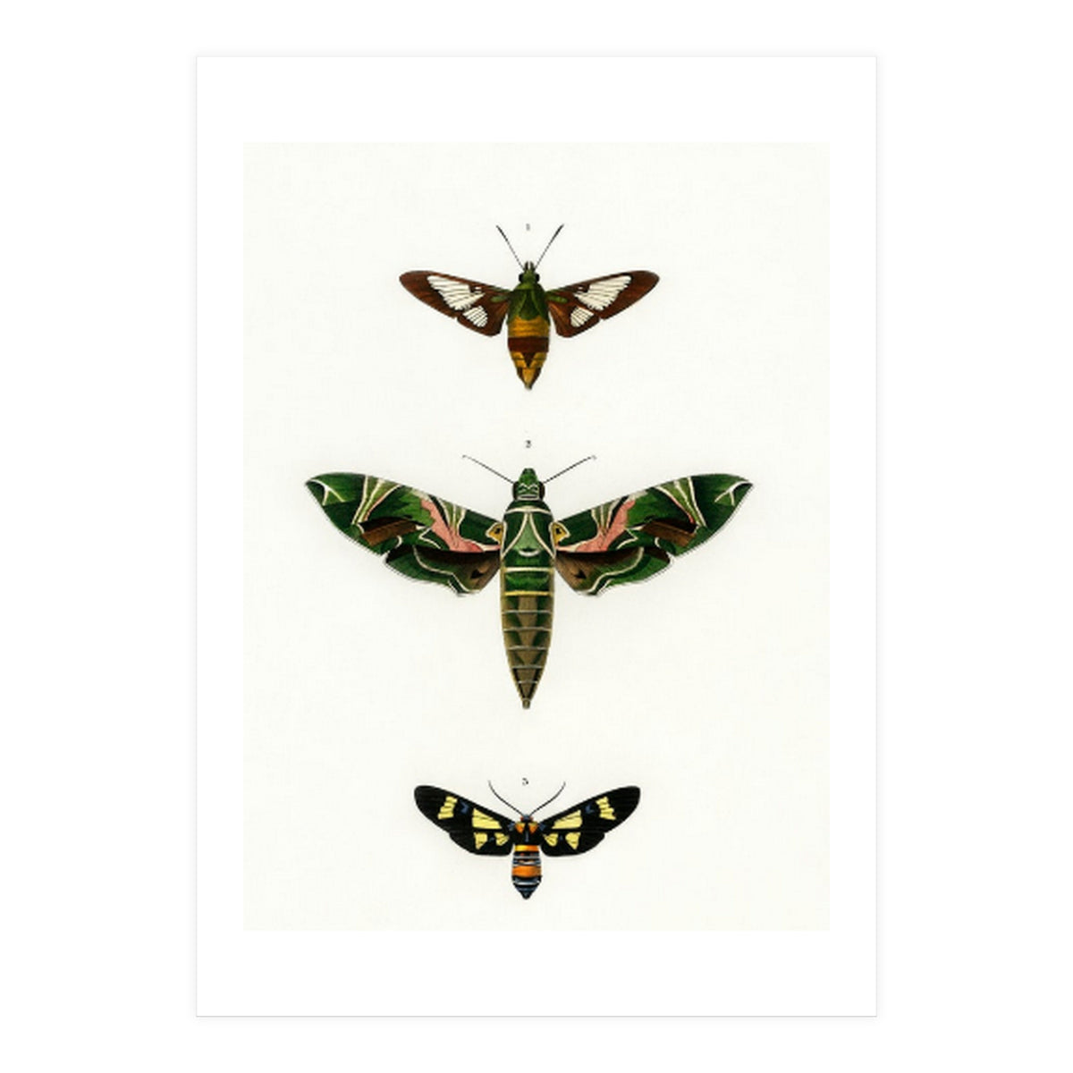 Different types of moths illustrated  (Print Only)