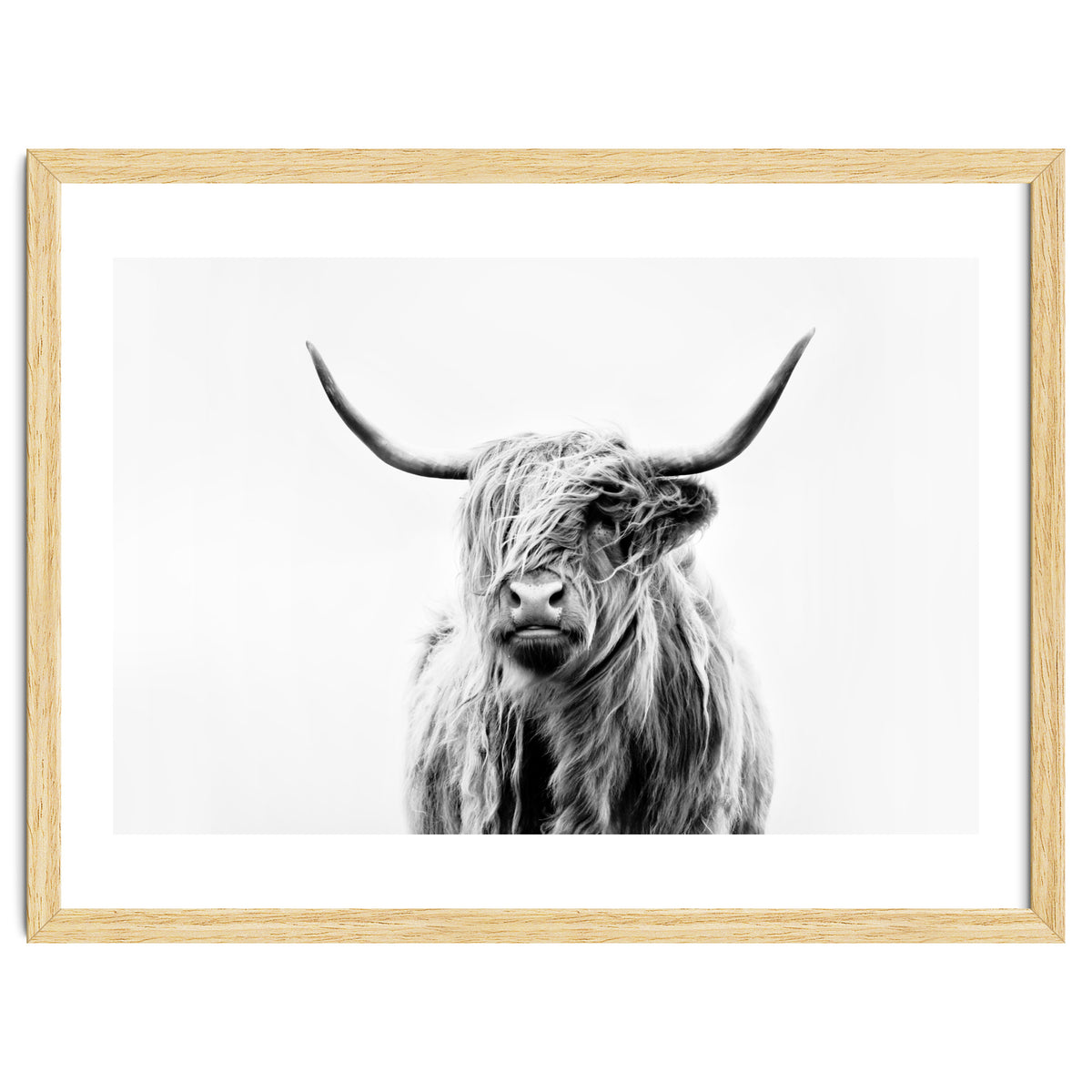 Portrait of a Highland Cow II