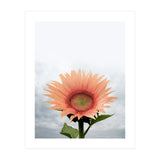 12 (Print Only) thumbnail