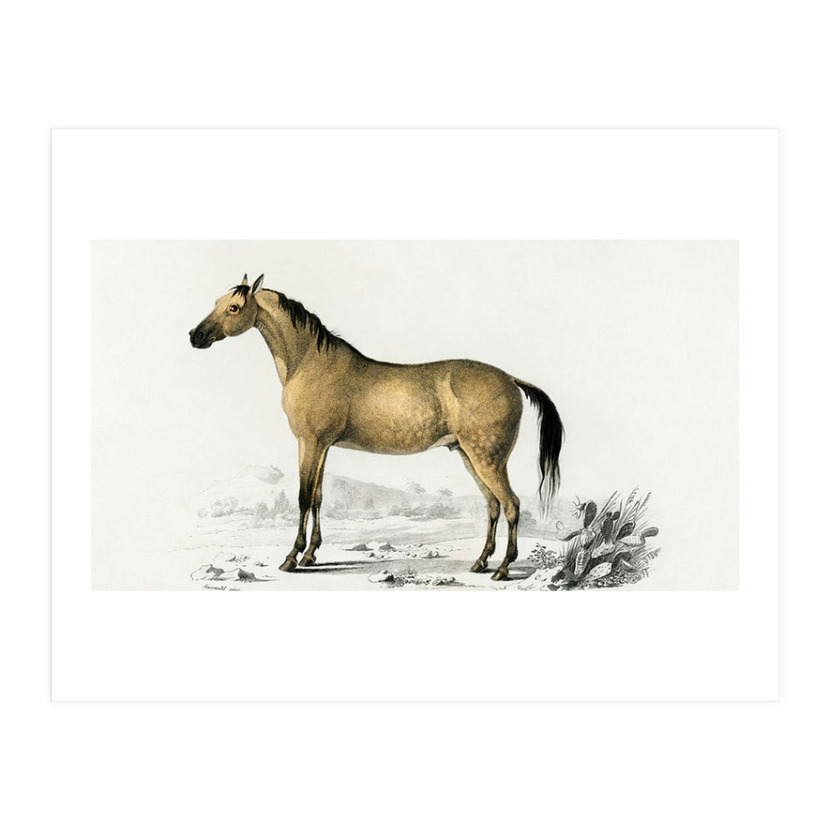 Horse (Print Only)
