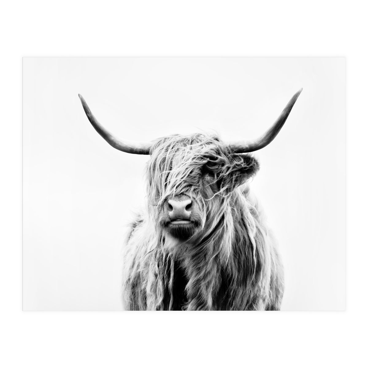 Portrait of a Highland Cow II (Print Only)