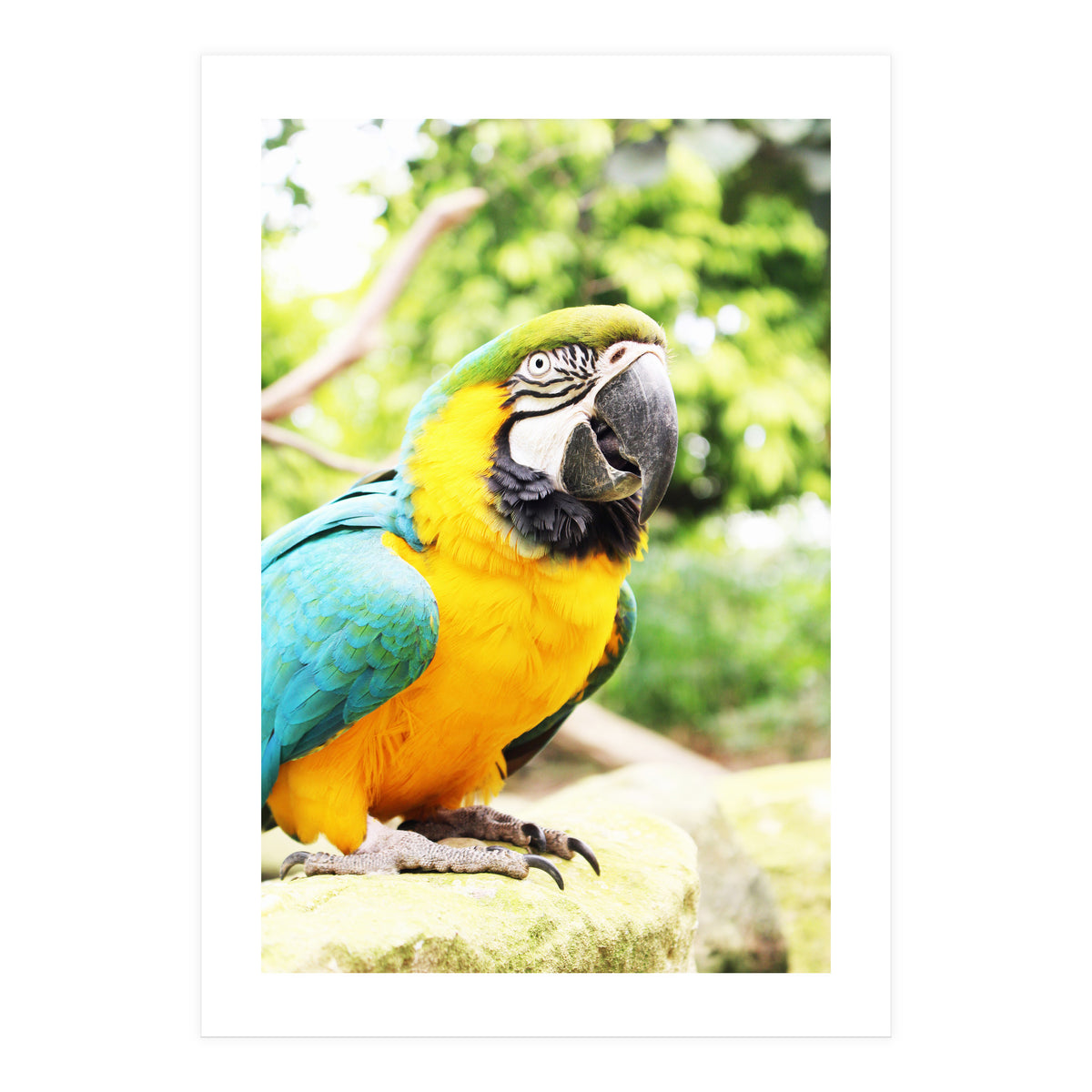 Parrot (Print Only)