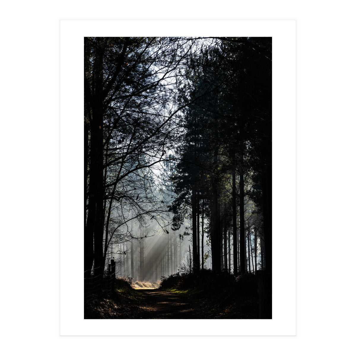 Misty Woodland Morning (Print Only)